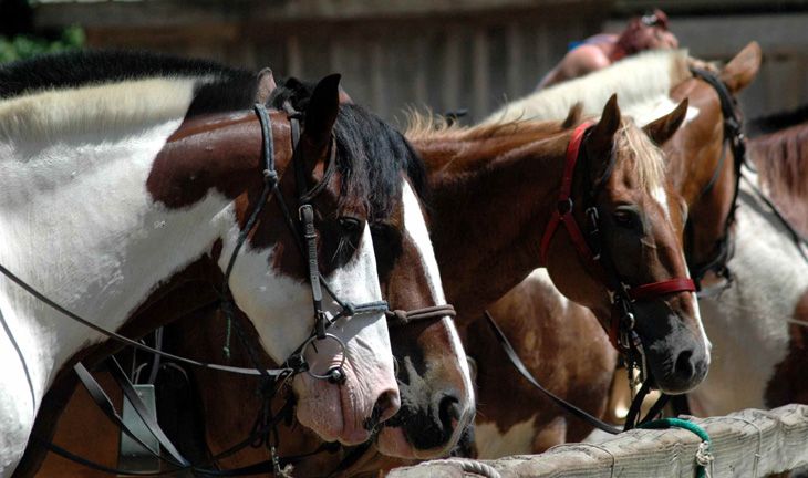 leather horse saddle bags